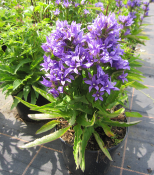 Zwerg-Knäuel-Glockenblume Acaulis 1